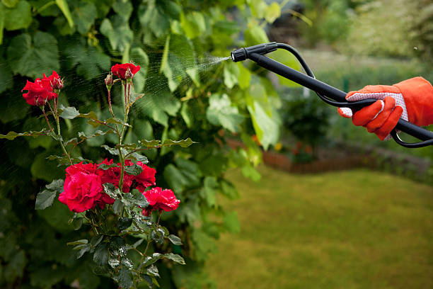 with pressure sprayer with pressure sprayer